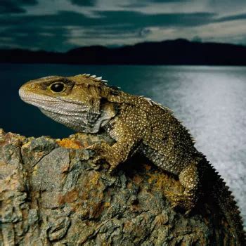 iguana poze discord|Pfps.gg .